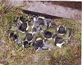 2009-Junge Kohlmeisen am Tretbecken